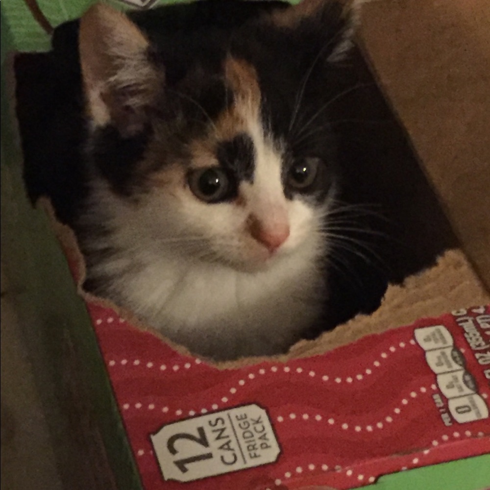 Meet your Posher, Gina